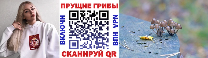 Купить где  Котово  Галлюциногенные грибы Psilocybe 
